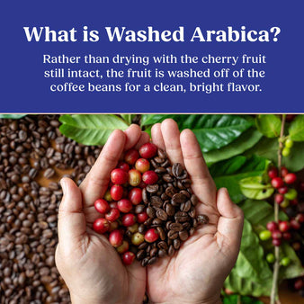 What is washed arabica? Rather than drying with the cherry fruit still intact, the fruit is washed off of the coffee beans for a clean, bright flavor. 2 hands holding arabica and coffee beans.