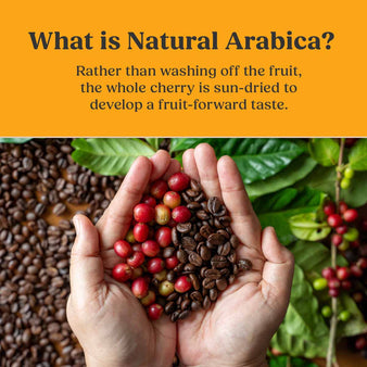 What is Natural Arabica? Rather than washing off the fruit, the whole cherry is sun-dried to develop a fruit-forward taste. 2 hands holding arabica and coffee beans.