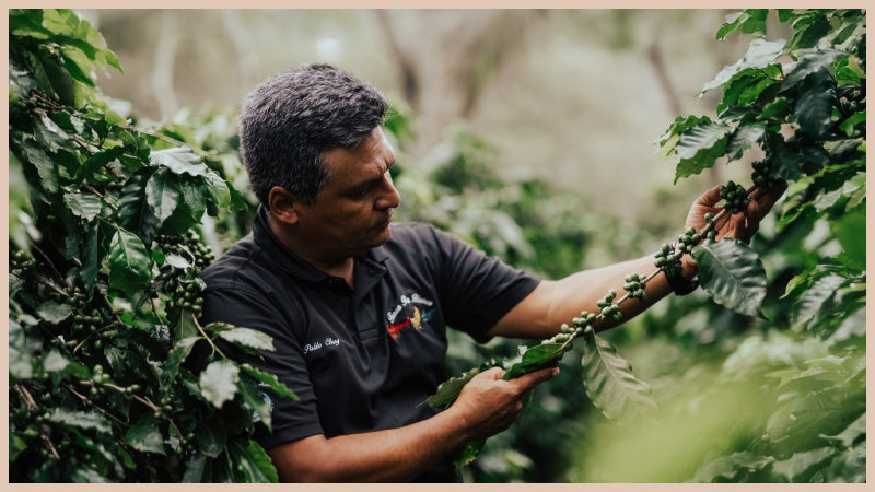 Man holding and examining coffee bean plant